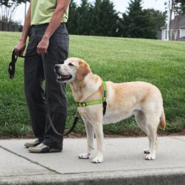 PetSafe Deluxe Easy Walk Steel Dog Harness Black/Apple, 1ea/MD/LG