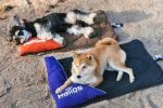 Dog Helios 'Expedition' Sporty Travel Camping Pillow Dog Bed